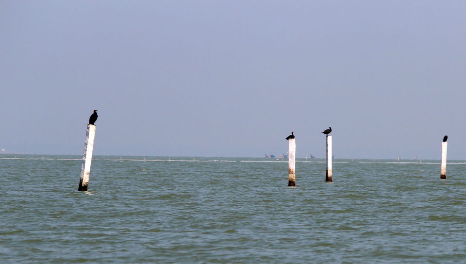 Photo of A day trip to Nalabana, the heart of the beautiful Chilika. by Pranabandhu Nayak