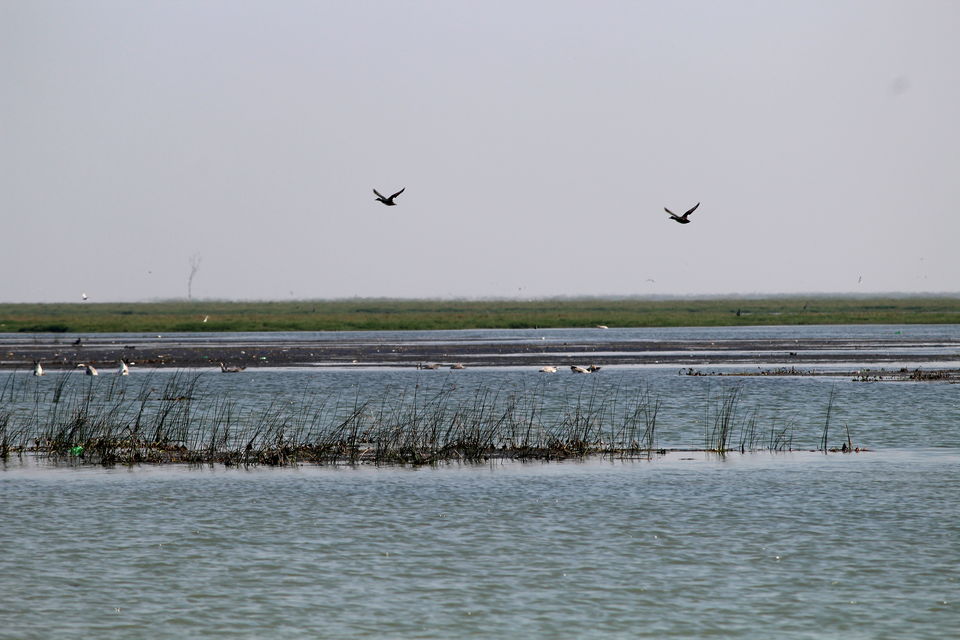 Photo of A day trip to Nalabana, the heart of the beautiful Chilika. by Pranabandhu Nayak