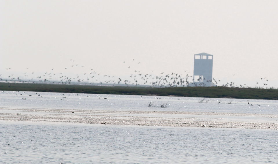 Photo of A day trip to Nalabana, the heart of the beautiful Chilika. by Pranabandhu Nayak