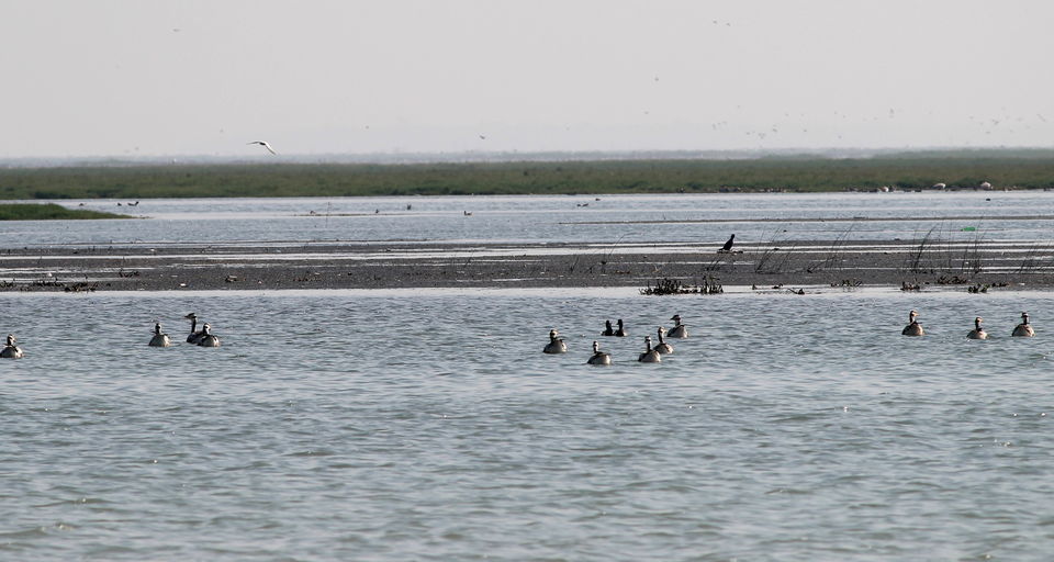 Photo of A day trip to Nalabana, the heart of the beautiful Chilika. by Pranabandhu Nayak