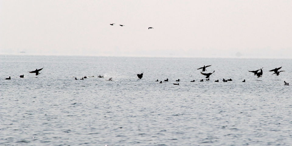 Photo of A day trip to Nalabana, the heart of the beautiful Chilika. by Pranabandhu Nayak
