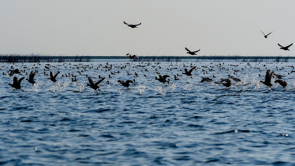 Photo of Nalbana Bird Sanctuary, Nalaban, Odisha, India by Pranabandhu Nayak