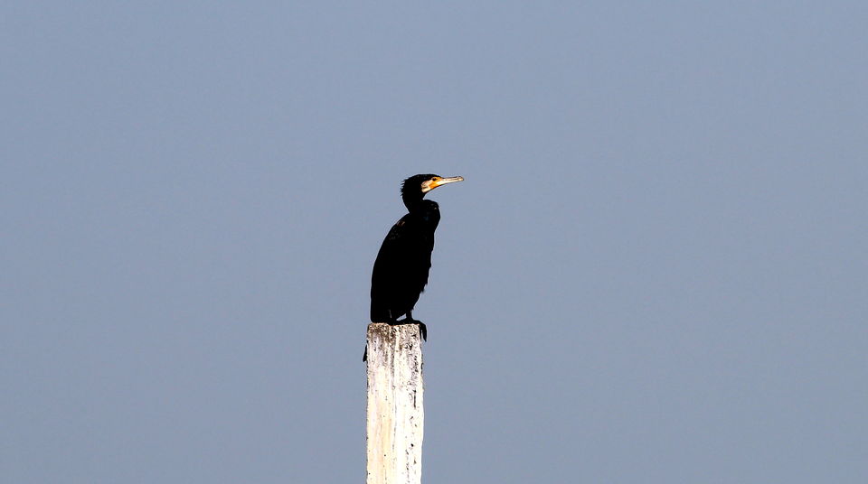 Photo of Nalbana Bird Sanctuary, Nalaban, Odisha, India by Pranabandhu Nayak