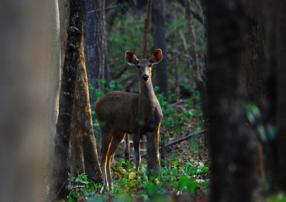 Photo of Debrigarh, Odisha, India by Pranabandhu Nayak