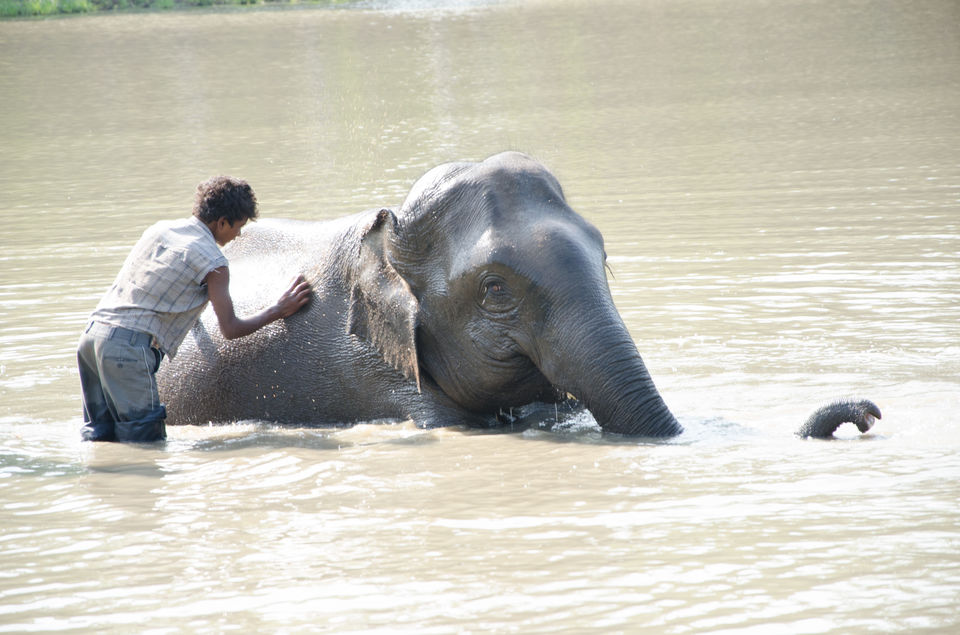 Photo of Elephant and Human Co- Existent! 2/4 by Suraj Somaiah Chokanda