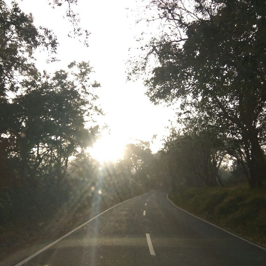 Photo of The Wild Road ,Masinagudi ->Theppakadu->Gudalur. 1/1 by Kishore Kumar