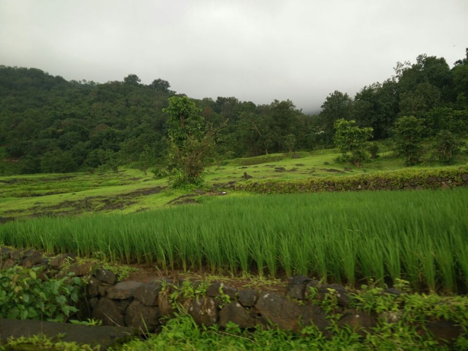 Photo of Malshej Ghat, Maharashtra 421401 by Charu Srivastava