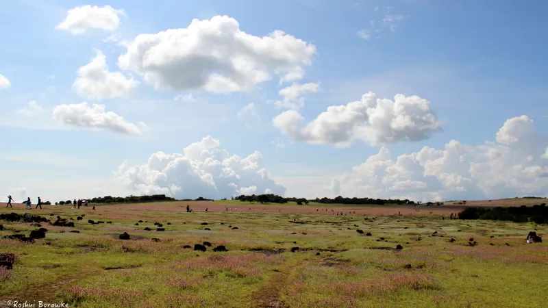 Photo of Kaas Plateau of Flowers, Kaas Plateau of Flowers, Koyna Wildlife Sanctuary, Maharashtra by Roshni Borawke