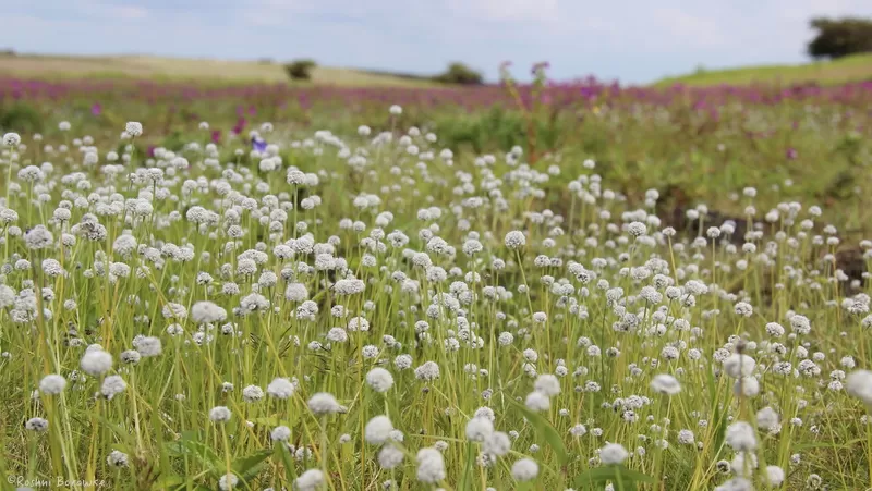 Photo of Kaas Plateau of Flowers, Kaas Plateau of Flowers, Koyna Wildlife Sanctuary, Maharashtra by Roshni Borawke