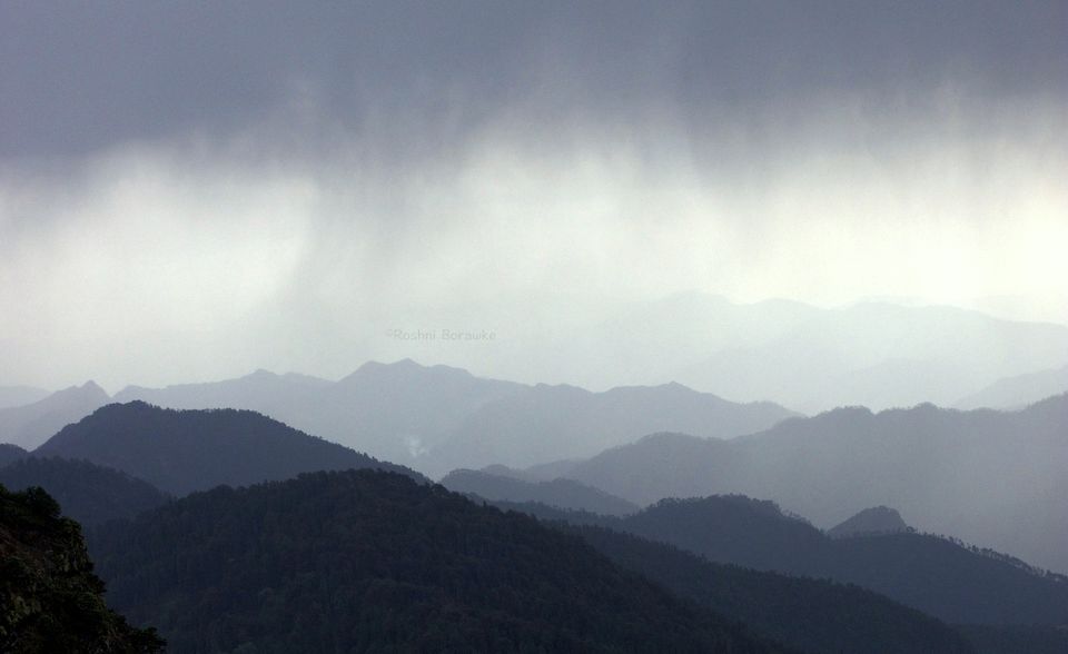 Photo of Solo Hiking in a Forest of Uttarakhand 4/6 by Roshni Borawke