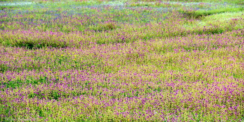 Photo of Kaas Plateau / Valley Of Flowers 5/8 by Roshni Borawke