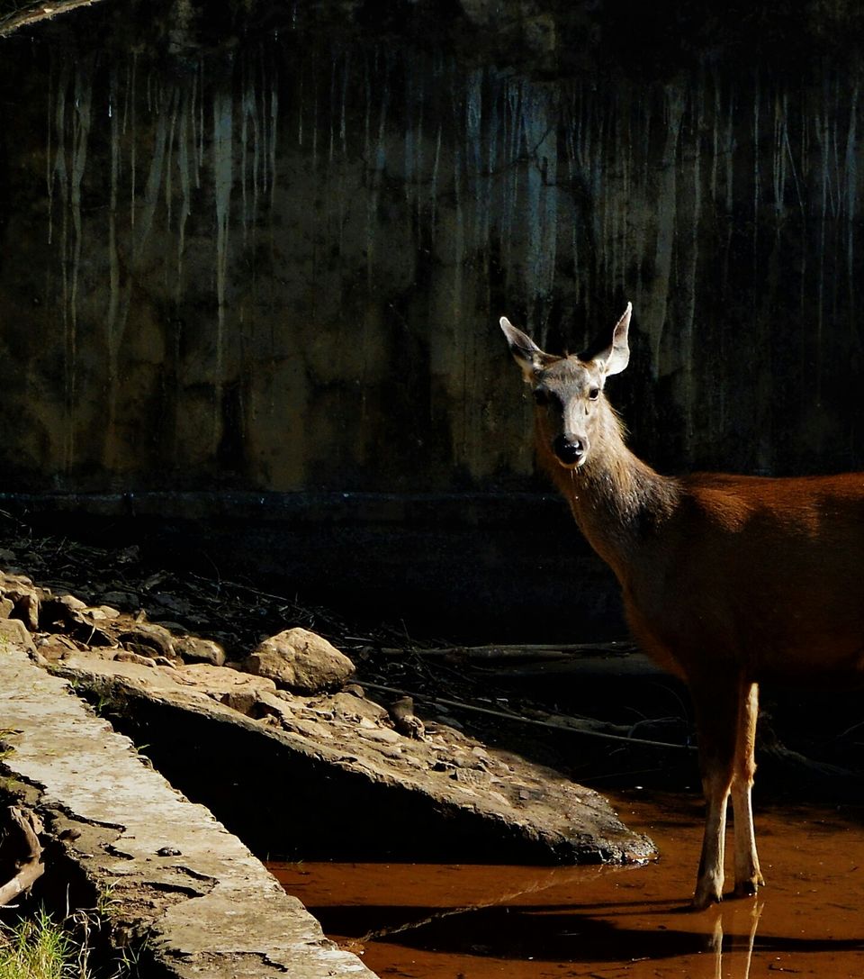 Photo of Sariska Wild Life Reserve - Alwar, Rajashtan 2/8 by Sachin Verma