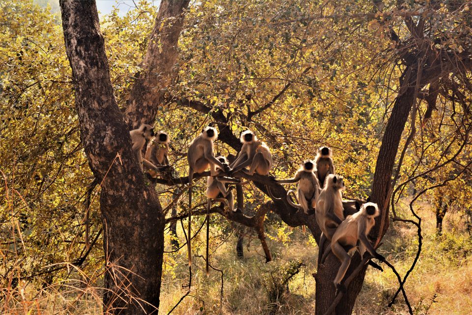 Photo of Sariska Wild Life Reserve - Alwar, Rajashtan 5/8 by Sachin Verma
