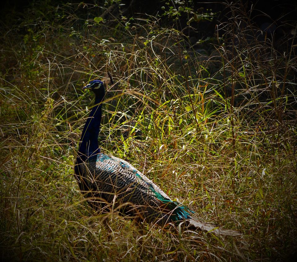 Photo of Sariska Wild Life Reserve - Alwar, Rajashtan 4/8 by Sachin Verma
