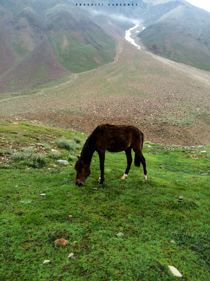 Photo of Spiti Diaries ( Day 6 ) Langza - Chandertaal via Kunzum by Prakriti Varshney