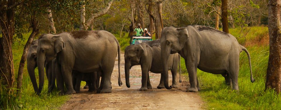 Photo of Kaziranga National Park, Assam, India by Santhosh Shasthri