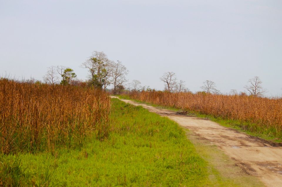 Photo of Kaziranga National Park, Assam, India by Santhosh Shasthri