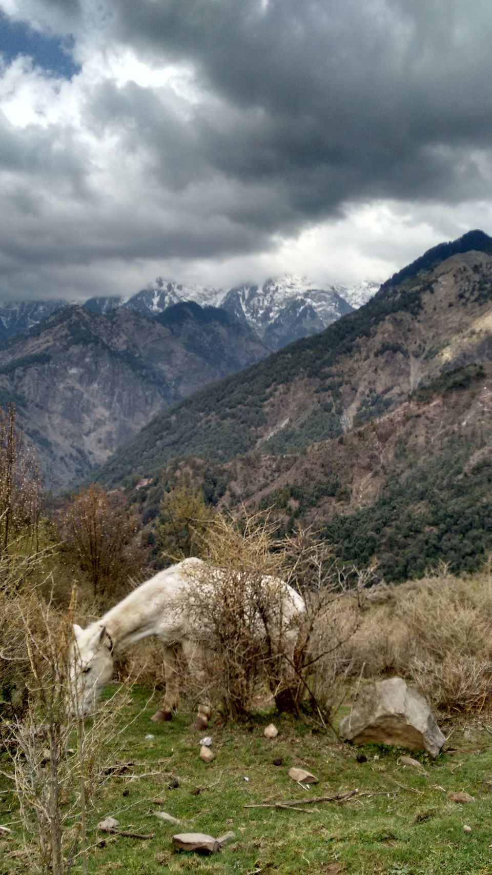 Photo of Mellow in McLeodganj by Prerna Barua