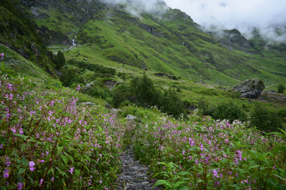 Photo of Valley of Flowers National Park, Uttarakhand, India by Manu Mohan