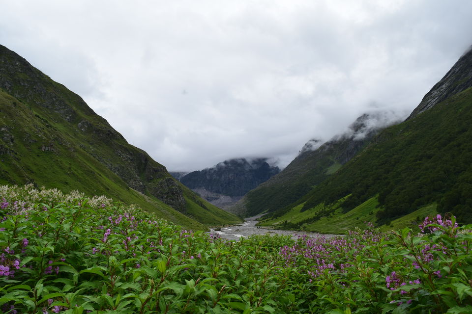 Photo of Valley of Flowers National Park, Uttarakhand, India by Manu Mohan