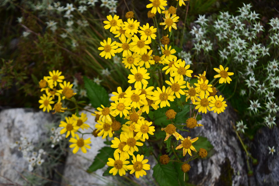 Photo of How I found myself on the other side of the Valley of Flowers in just ₹2K! #offbeatuttarakhand by Manu Mohan