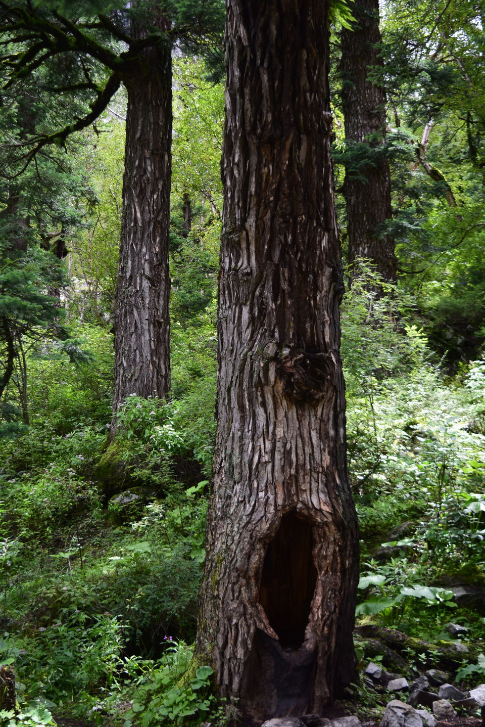 Photo of Ghangaria, Uttarakhand, India by Manu Mohan
