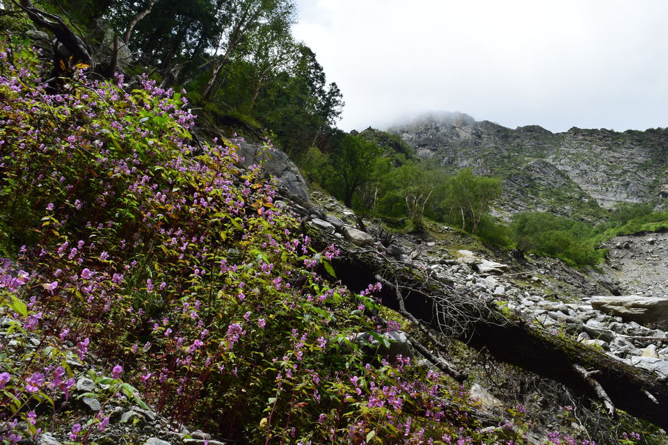Photo of How I found myself on the other side of the Valley of Flowers in just ₹2K! #offbeatuttarakhand by Manu Mohan