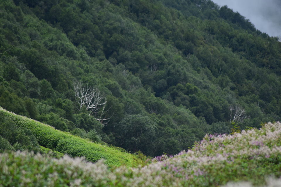 Photo of How I found myself on the other side of the Valley of Flowers in just ₹2K! #offbeatuttarakhand by Manu Mohan