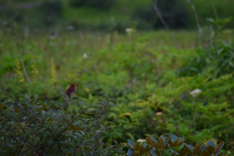 Photo of How I found myself on the other side of the Valley of Flowers in just ₹2K! #offbeatuttarakhand by Manu Mohan