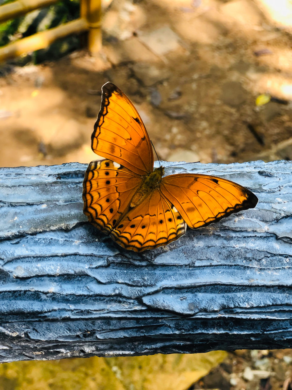 Photo of Dawki, Meghalaya, India by Anshika