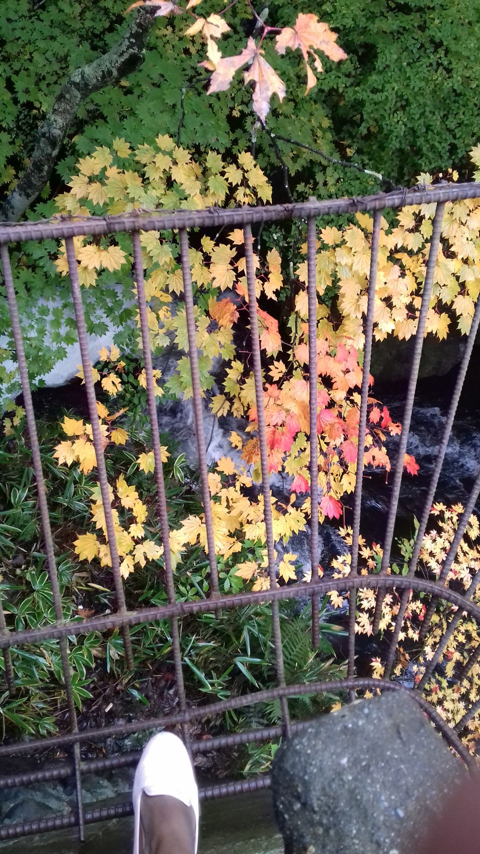 Photo of Chasing autumn in Japan by Amritha