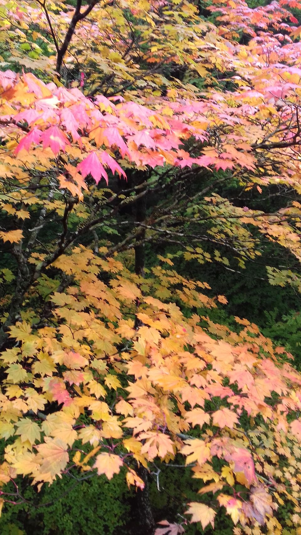 Photo of Chasing autumn in Japan by Amritha