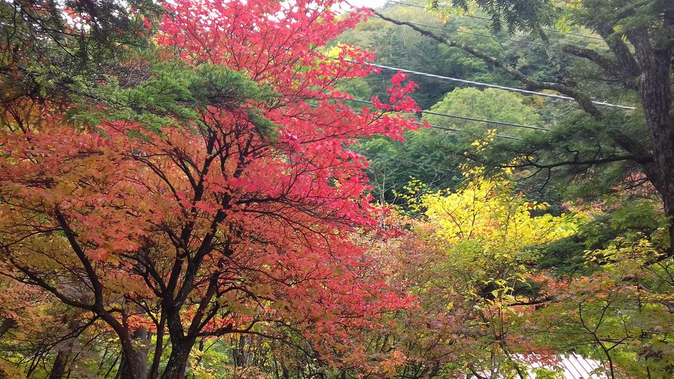 Photo of Chasing autumn in Japan by Amritha