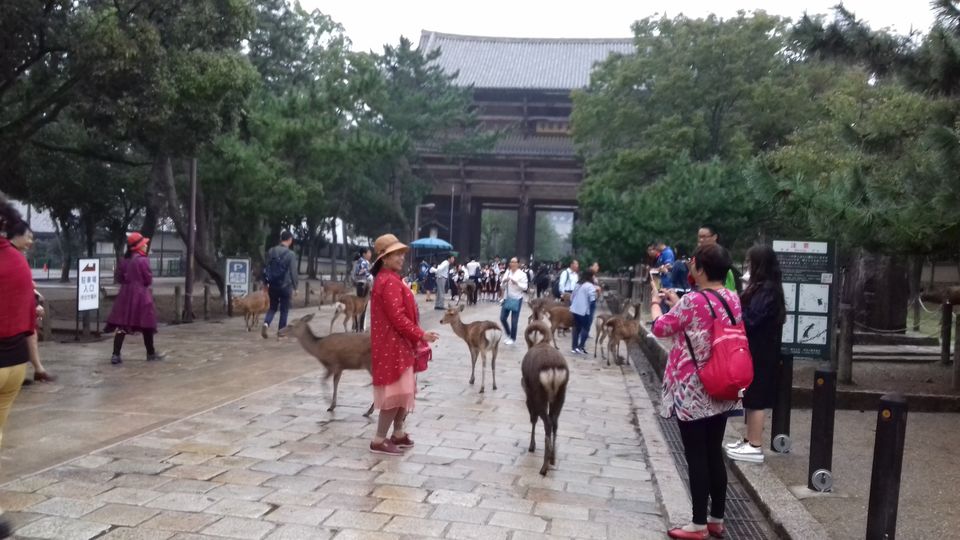 Photo of How to lose your way in Nara, Japan and enjoy it by Amritha