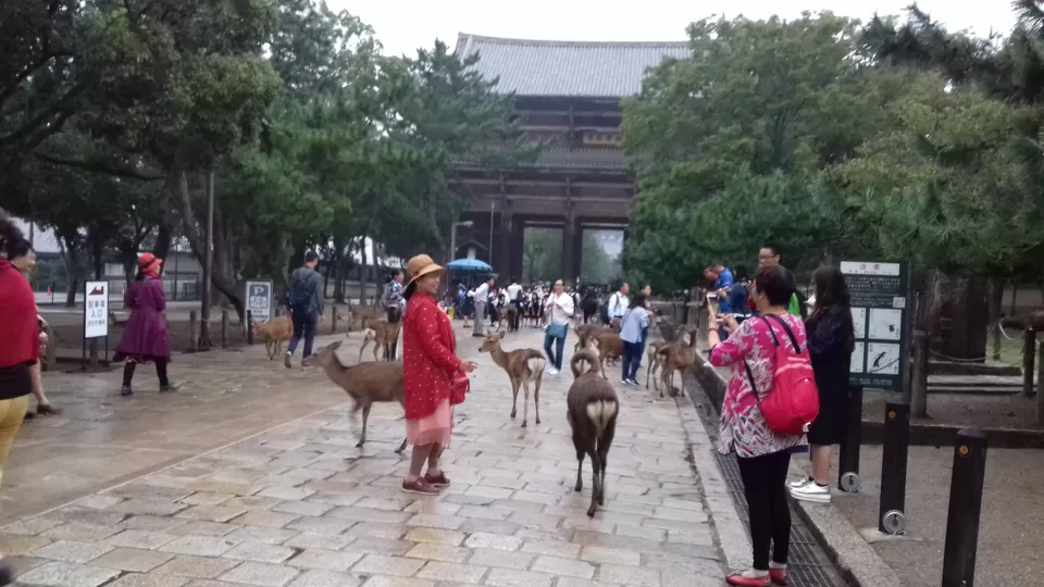 Photo of How to lose your way in Nara, Japan and enjoy it by Amritha