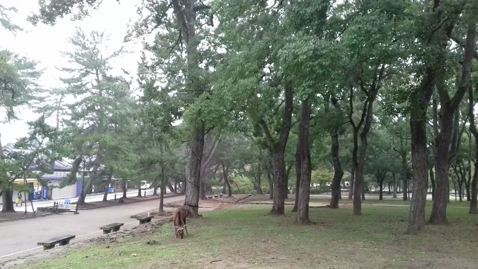 Photo of How to lose your way in Nara, Japan and enjoy it by Amritha