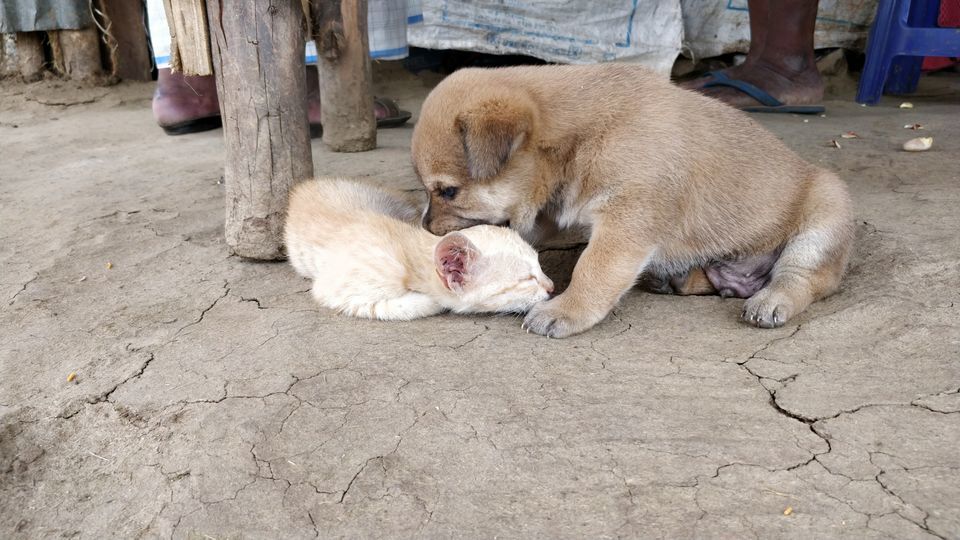 Photo of Hassan, Karnataka, India by Shrivathsa Udupa