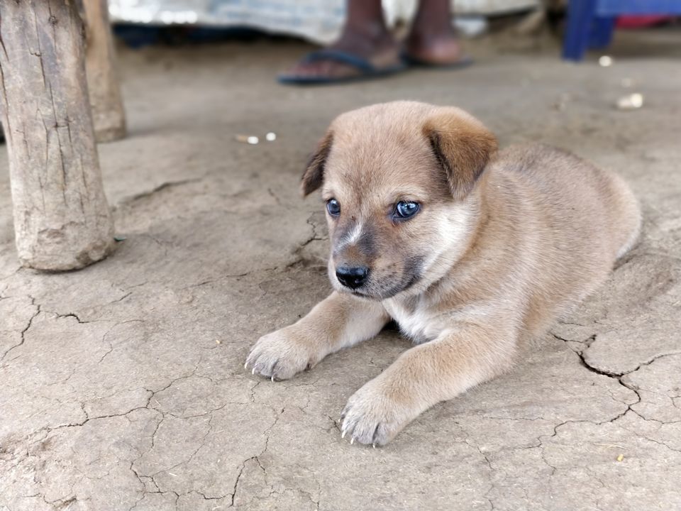 Photo of Hassan, Karnataka, India by Shrivathsa Udupa