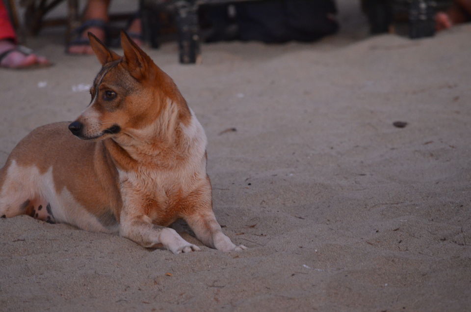 Photo of Benaulim, Goa, India by Shrivathsa Udupa