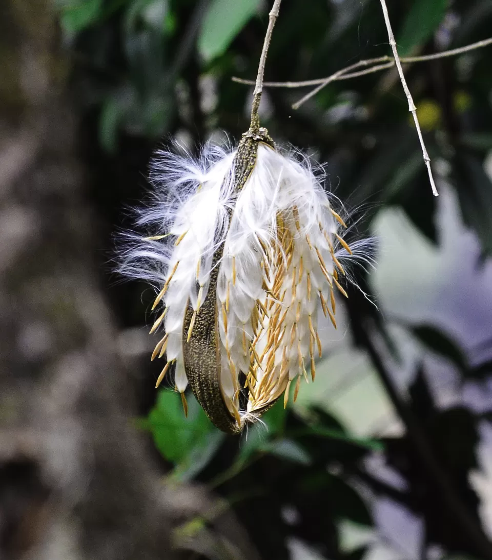 Photo of Cherrapunjee, Meghalaya, India by Shrivathsa Udupa