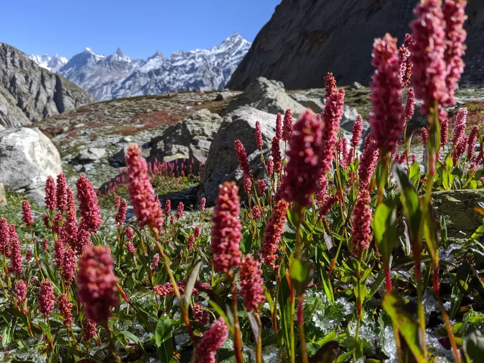 Photo of Hampta pass & Chandrataal by Aman Taneja