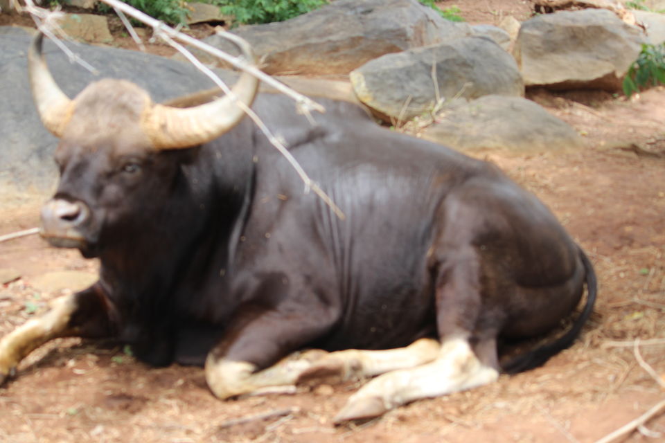 Photo of Bannerghatta Biological Park, Bengaluru by Prashant Srivastava