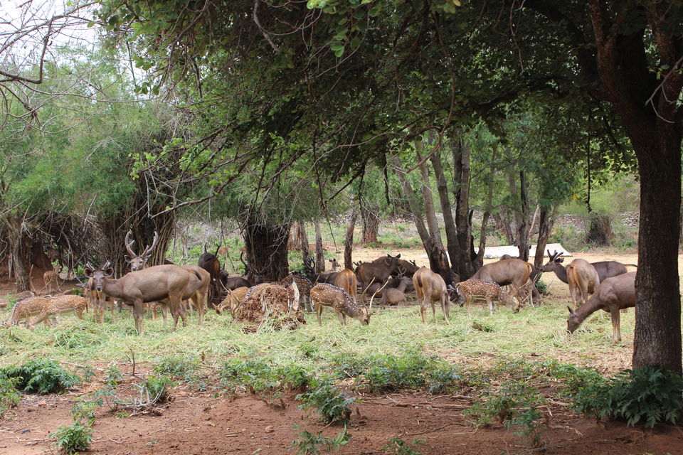 Photo of Bannerghatta Biological Park, Bengaluru by Prashant Srivastava
