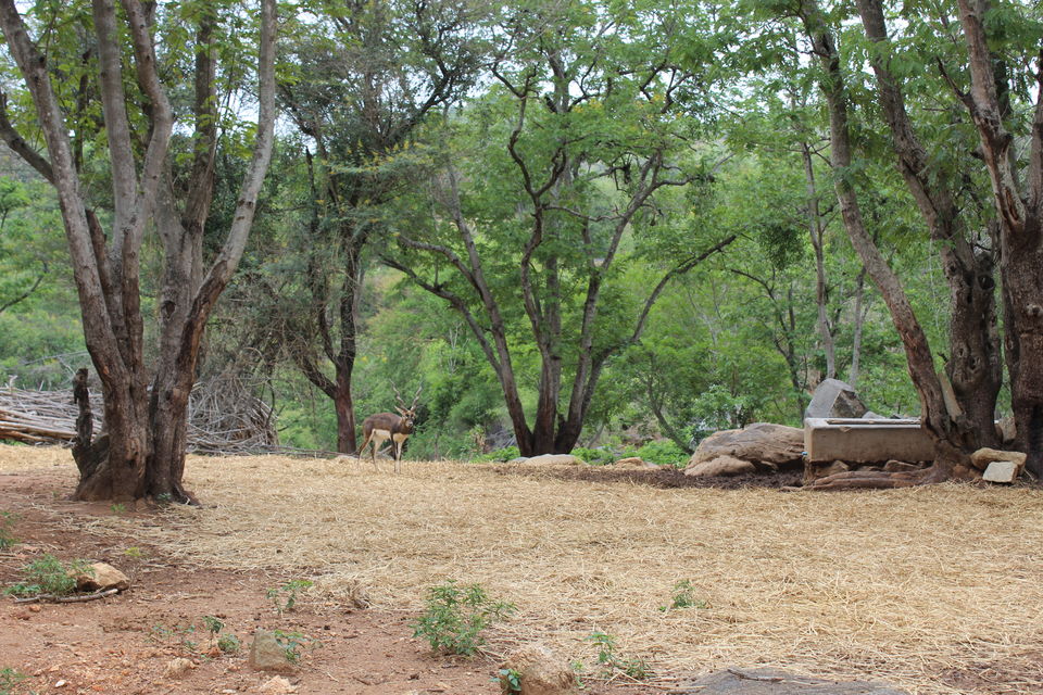 Photo of Bannerghatta Biological Park, Bengaluru by Prashant Srivastava