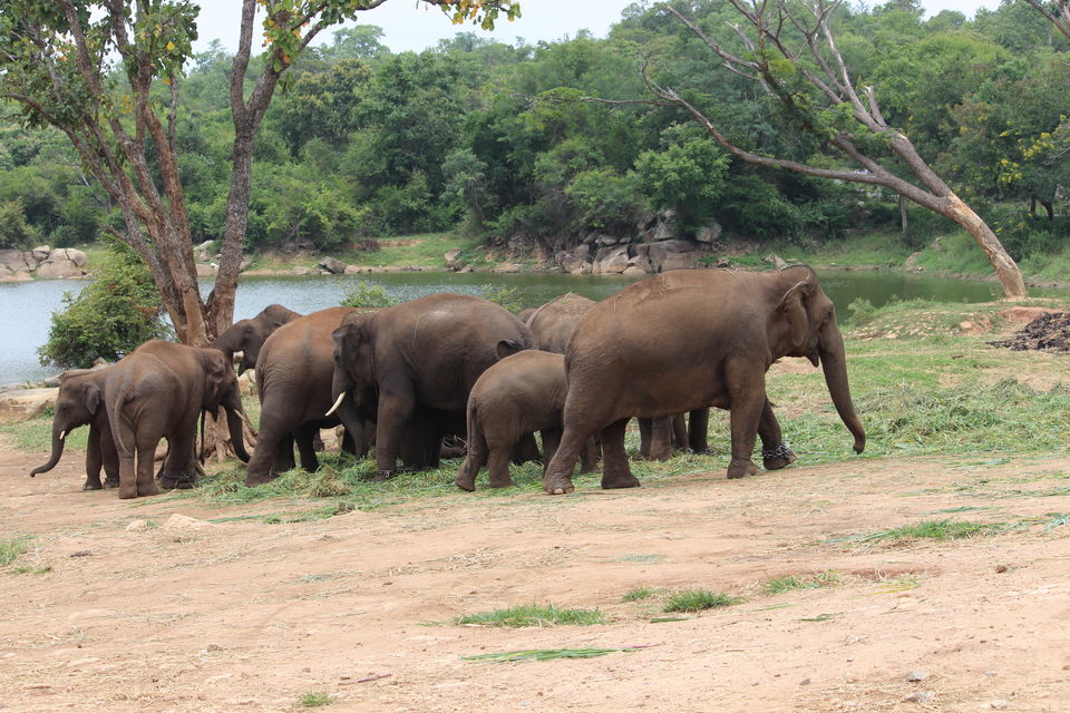 Photo of Bannerghatta Biological Park, Bengaluru by Prashant Srivastava
