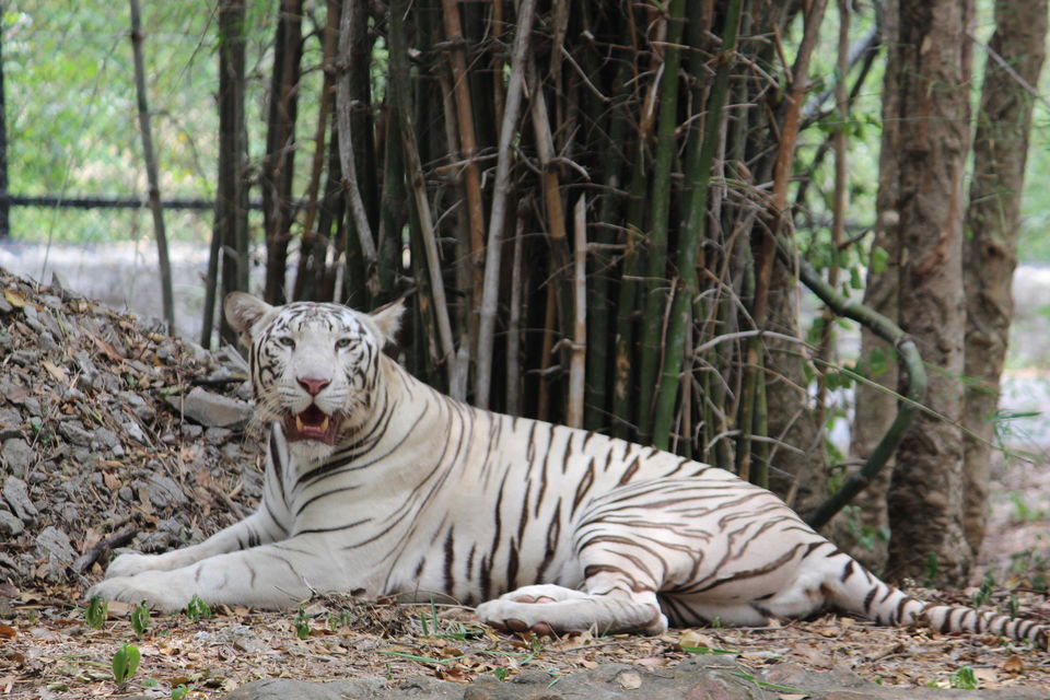 Photo of Bannerghatta Biological Park, Bengaluru by Prashant Srivastava