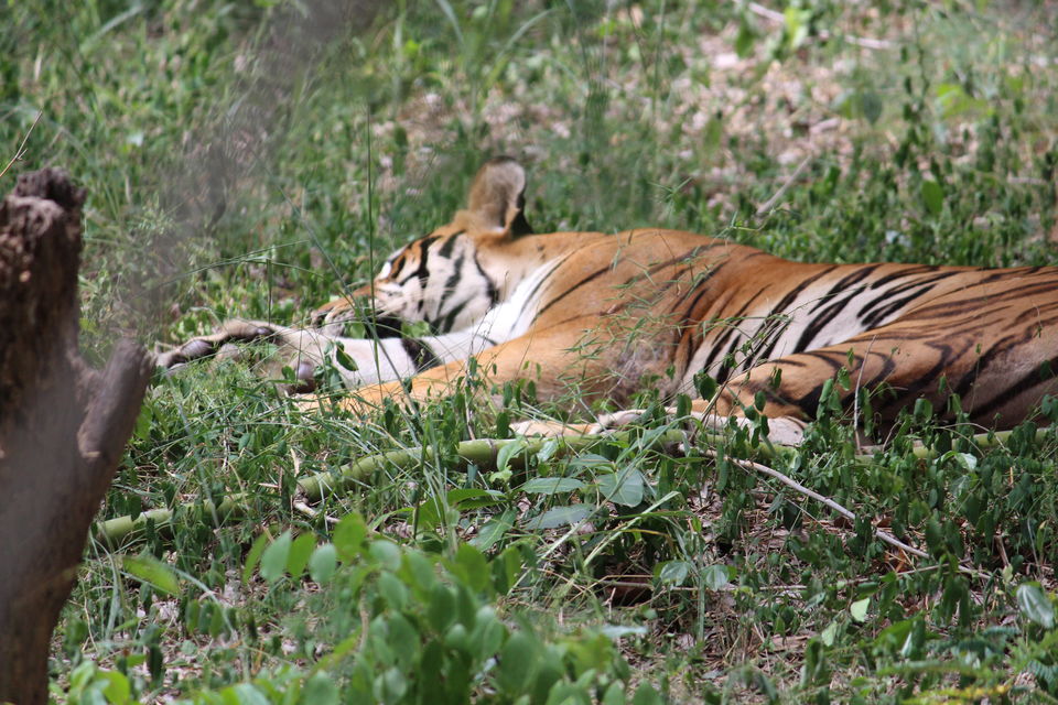 Photo of Bannerghatta Biological Park, Bengaluru by Prashant Srivastava
