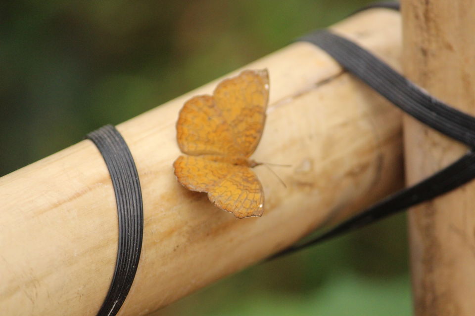 Photo of Bannerghatta Biological Park, Bengaluru by Prashant Srivastava