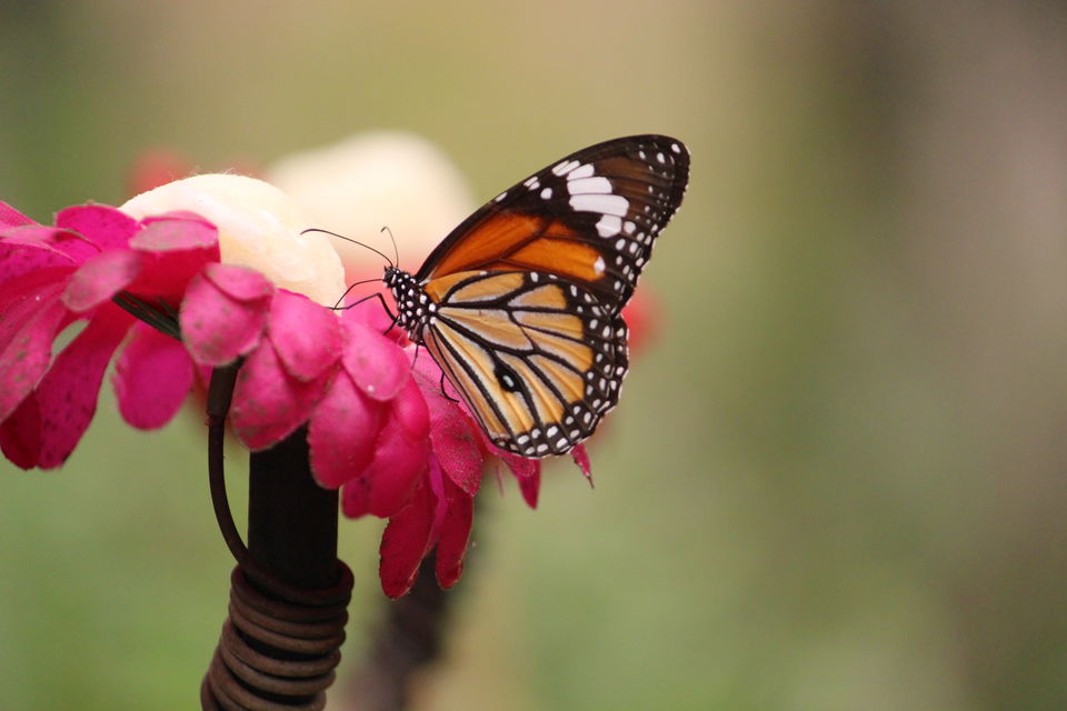 Photo of Bannerghatta Biological Park, Bengaluru by Prashant Srivastava