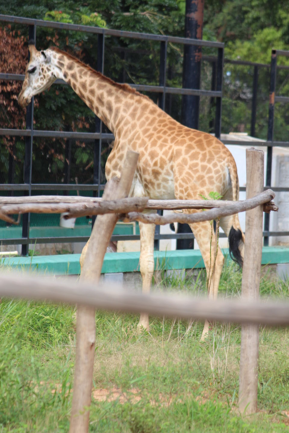 Photo of Bannerghatta Biological Park, Bengaluru by Prashant Srivastava
